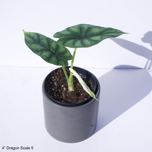 4" Alocasia Baginda Dragon Scale