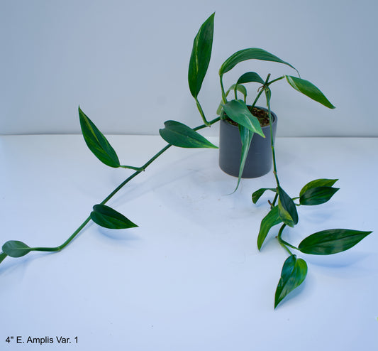 4" Epipremnum Amplissimum Variegated Silver Streak Pothos