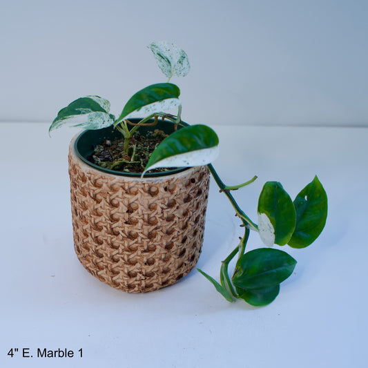 4" Epipremnum Marble Pothos