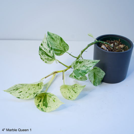 4" Epipremnum Marble Queen Pothos