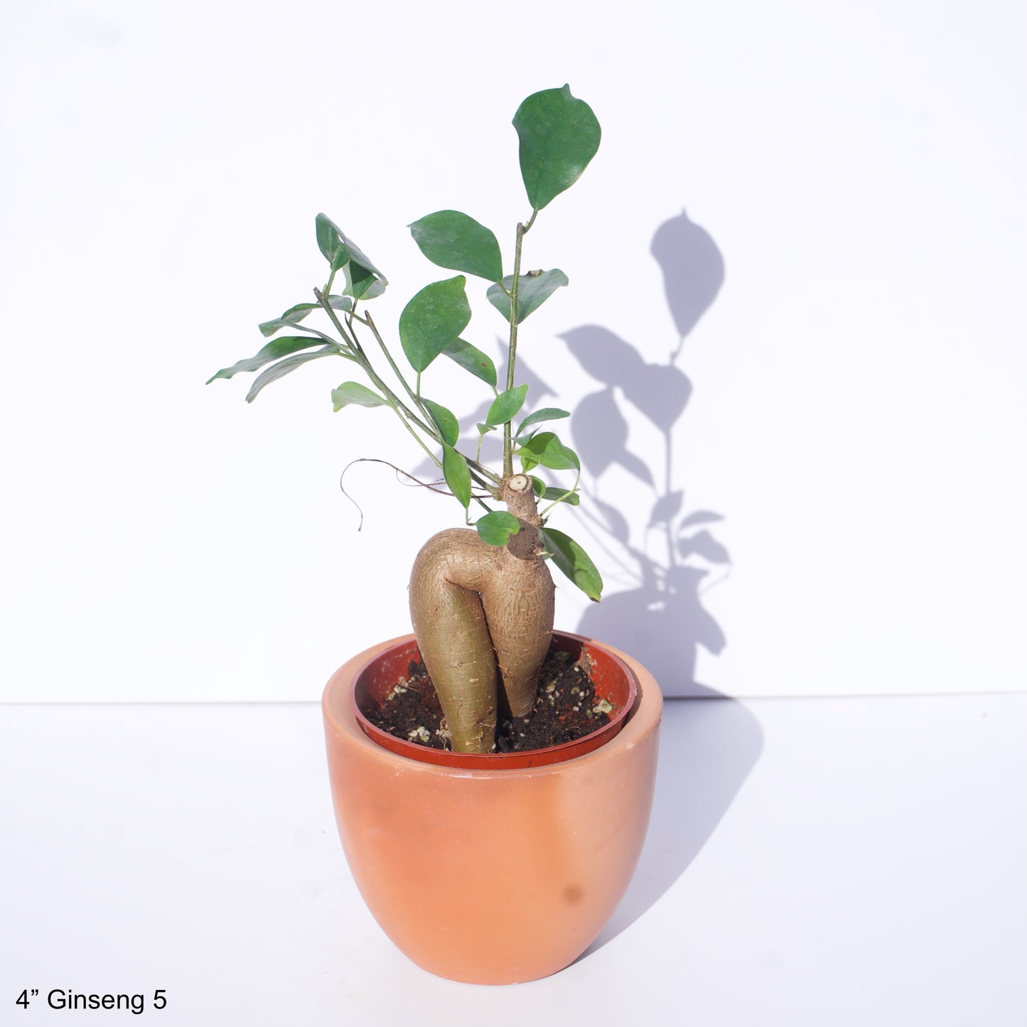 4" Ficus Microcarpa Ginseng