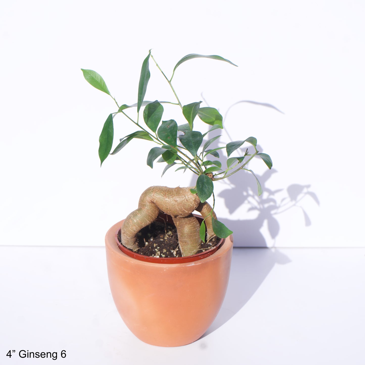 4" Ficus Microcarpa Ginseng