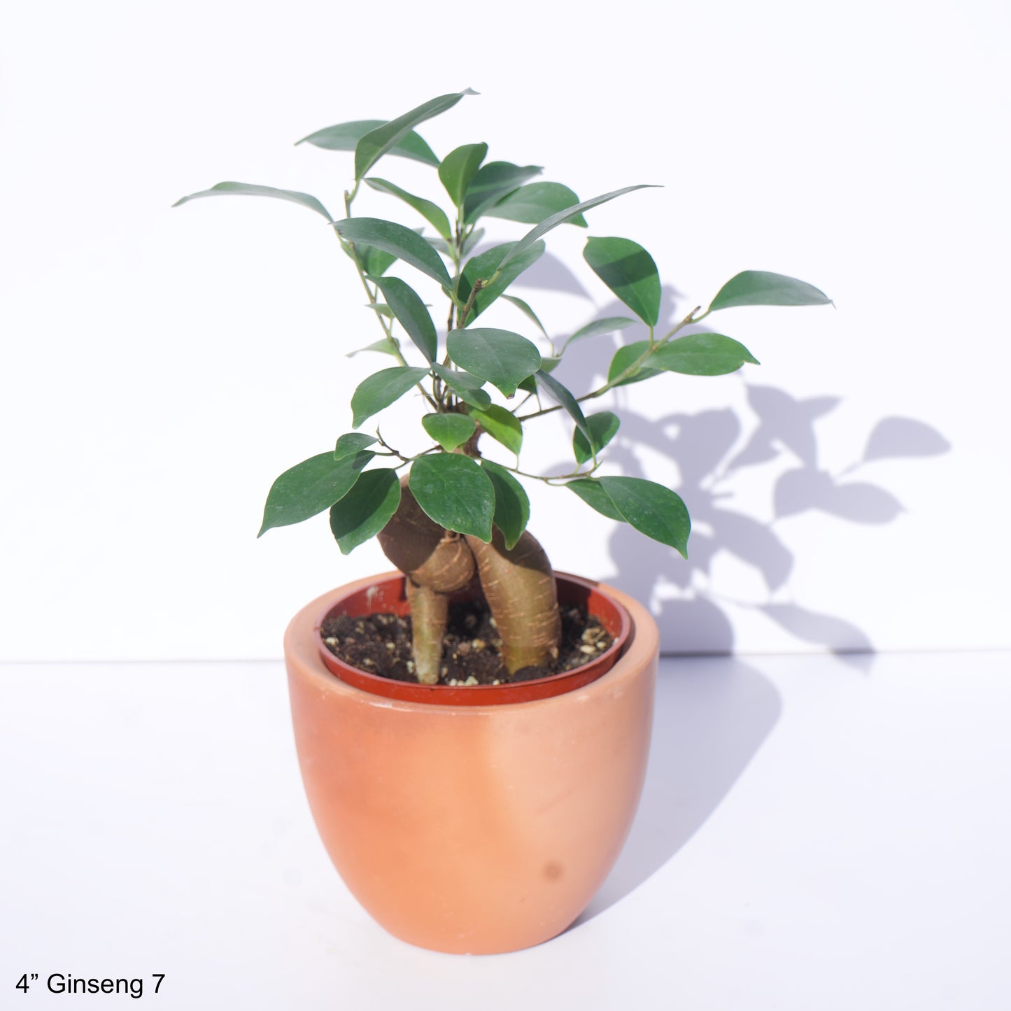 4" Ficus Microcarpa Ginseng