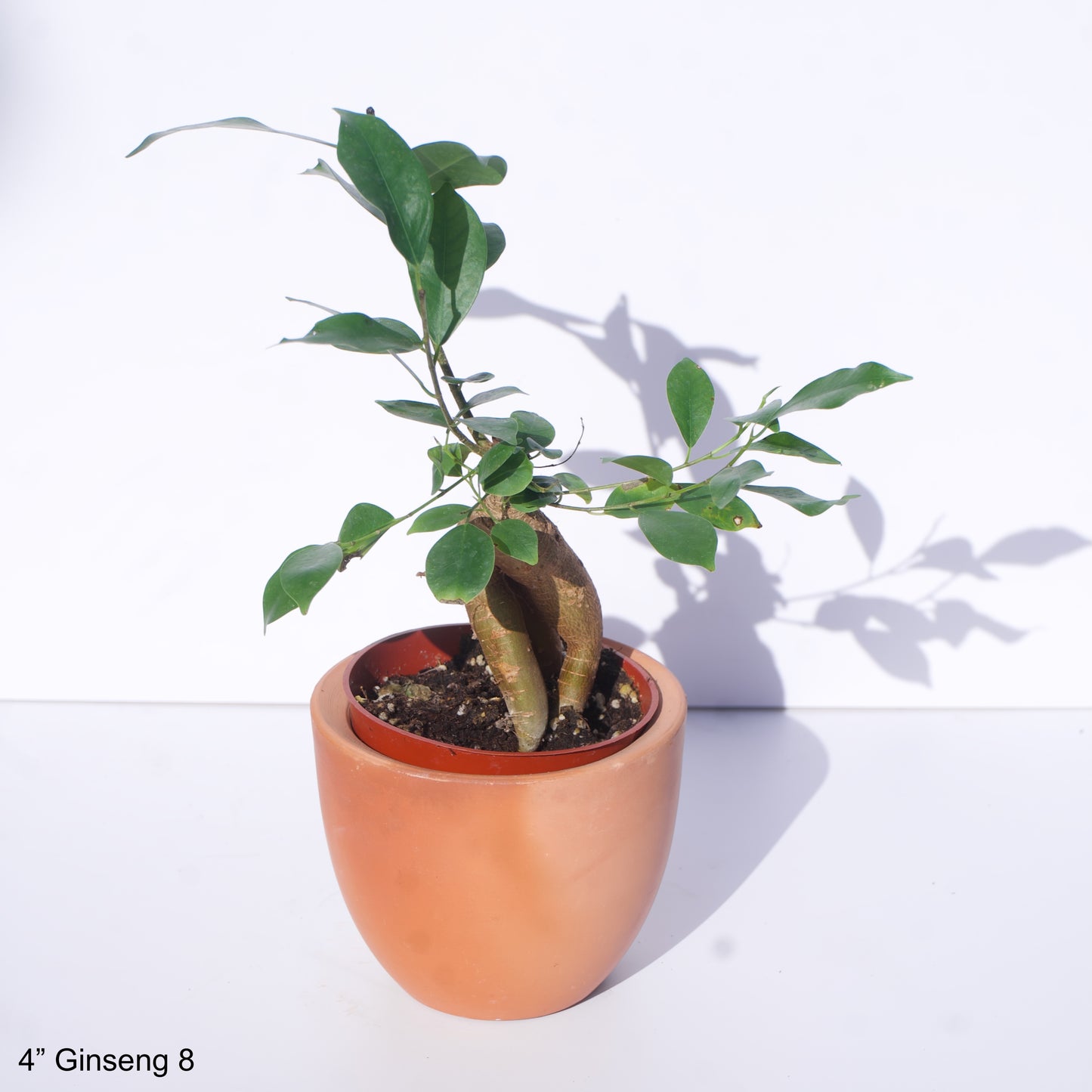 4" Ficus Microcarpa Ginseng