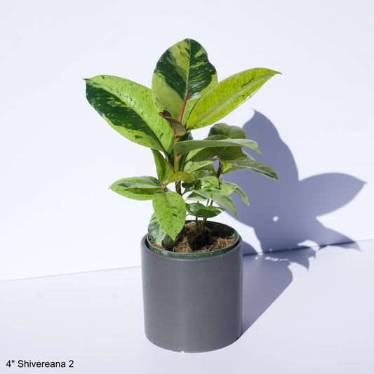 4" Ficus Shivereana Moonshine Rubber Tree