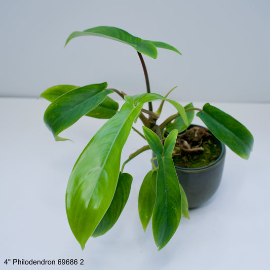 4" Philodendron 69686