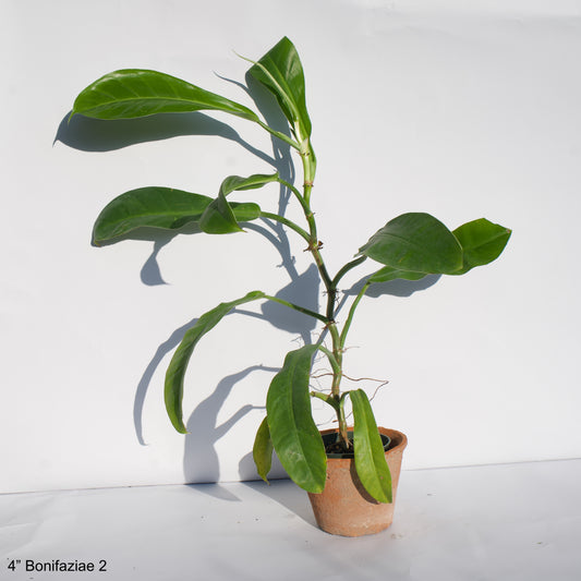 4" Philodendron Bonifaziae