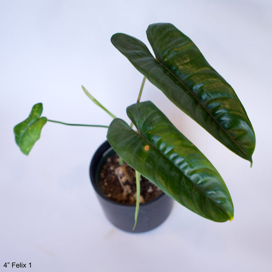 4" Philodendron Felix