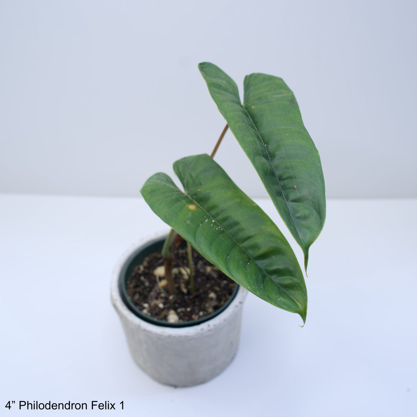 4" Philodendron Felix