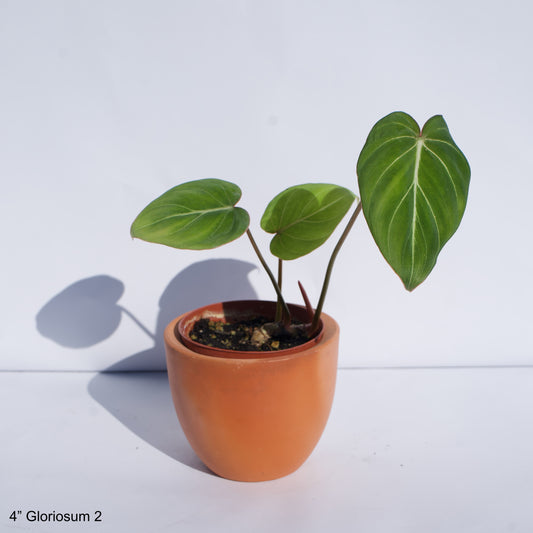 4" Philodendron Gloriosum