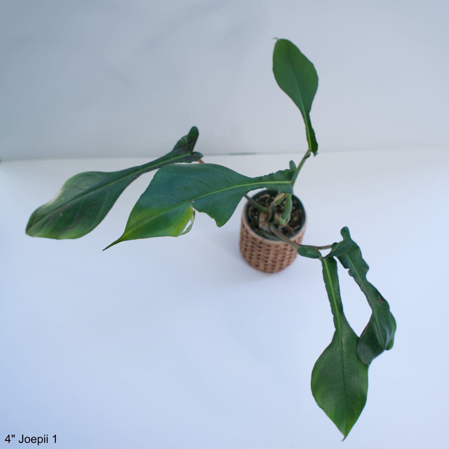 4" Philodendron Joepii
