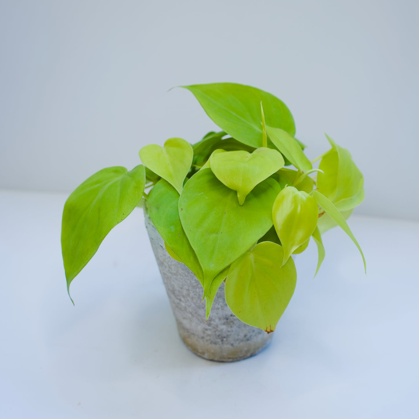 4" Pothos Neon