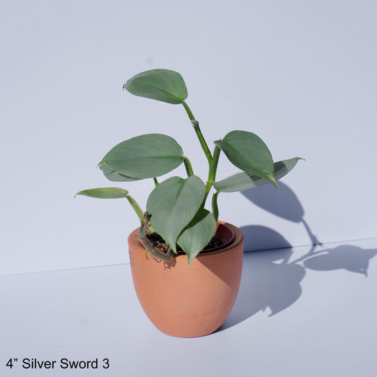 4" Philodendron Silver Sword