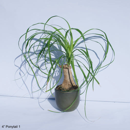 4" Ponytail Palm Elephant Foot Beaucarnea Recurvata