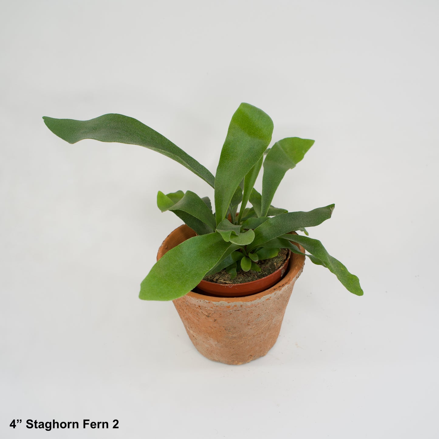 4" Potted Staghorn Fern Platycerium Bifurcatum