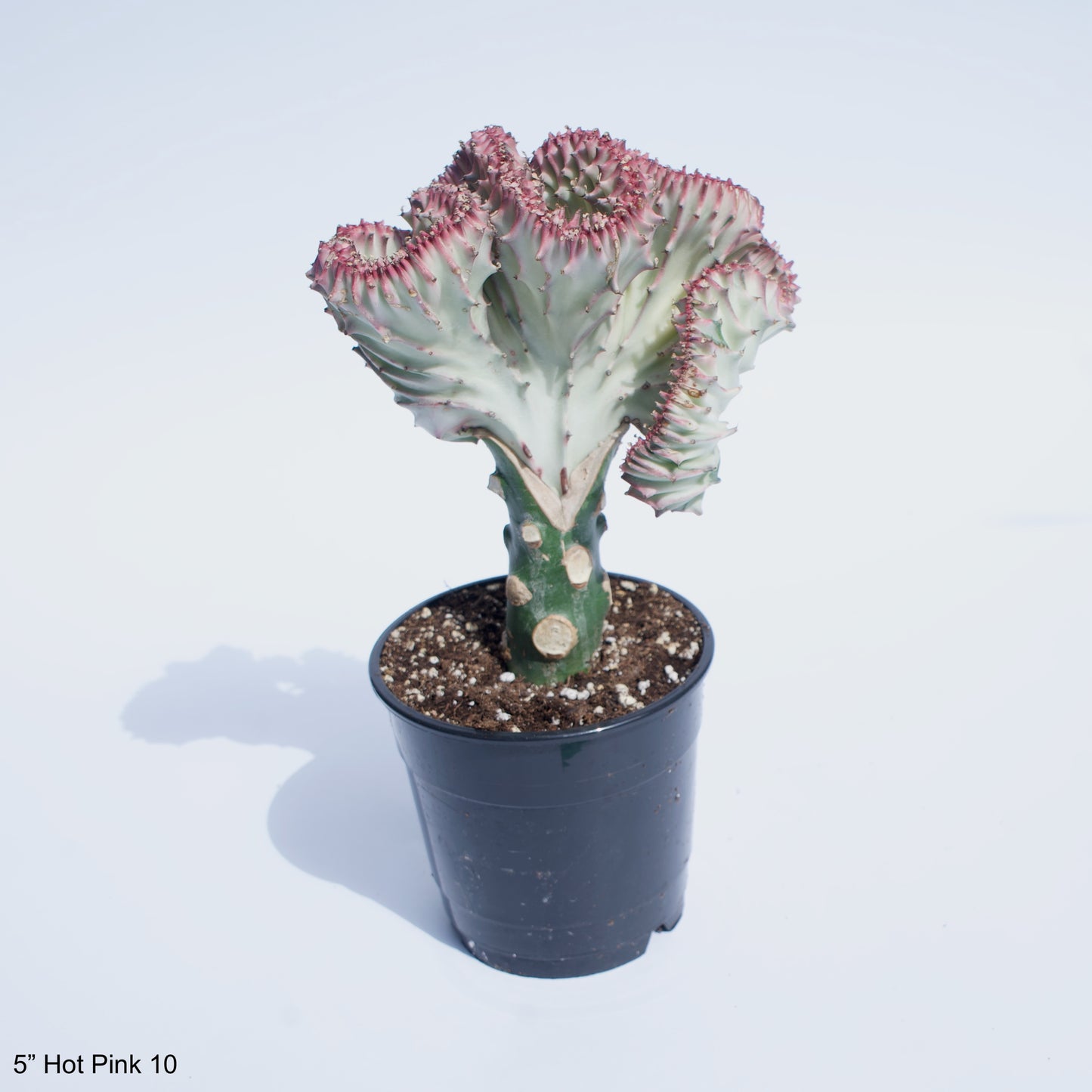 5" Crested Cactus Euphorbia Lactea Assorted Colors White Green Hot Pink