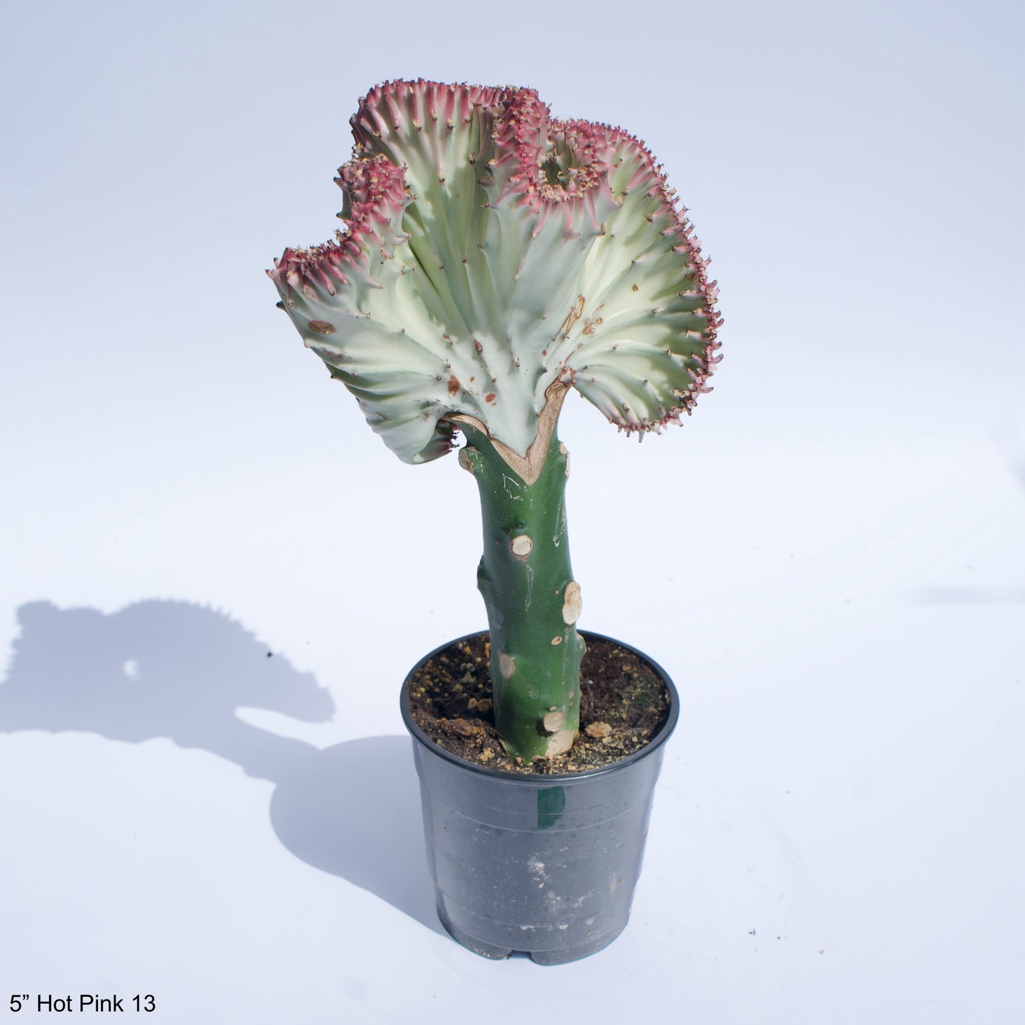 5" Crested Cactus Euphorbia Lactea Assorted Colors White Green Hot Pink