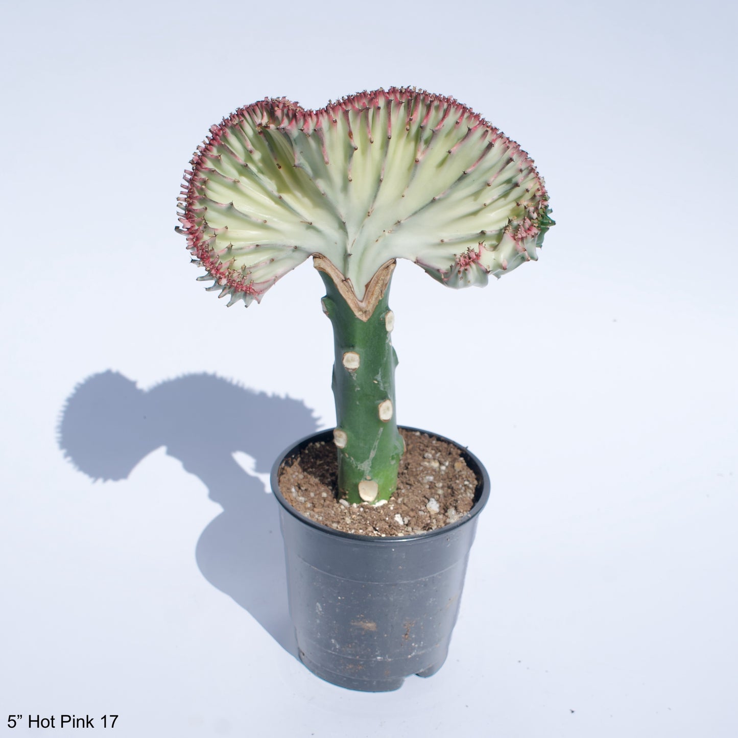 5" Crested Cactus Euphorbia Lactea Assorted Colors White Green Hot Pink