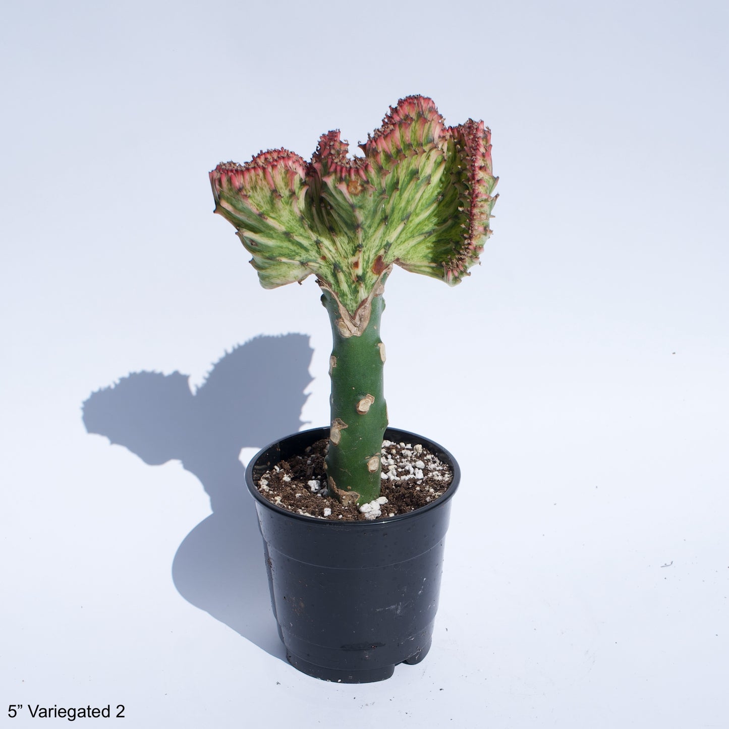 5" Crested Cactus Euphorbia Lactea Assorted Colors White Green Hot Pink