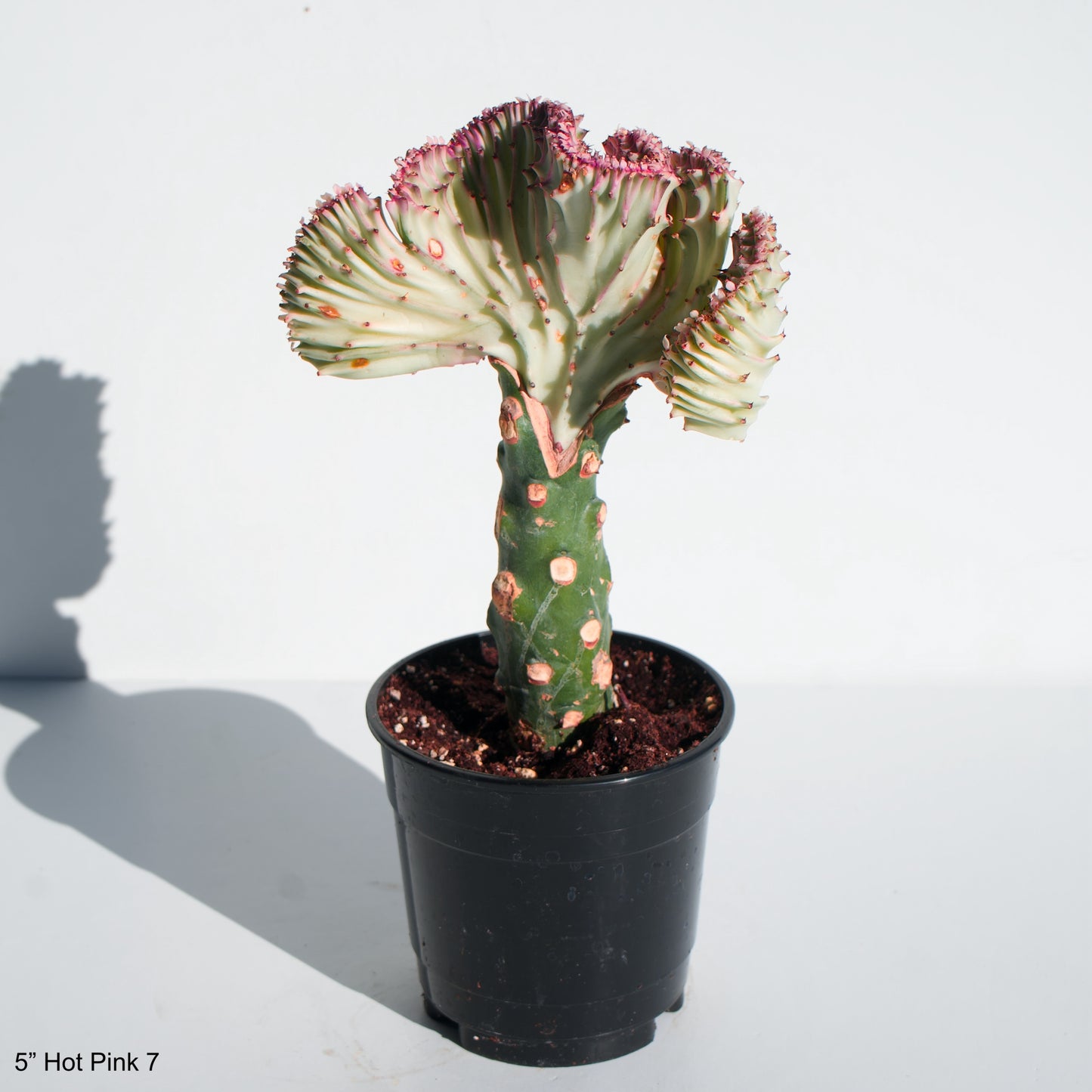 5" Crested Cactus Euphorbia Lactea Assorted Colors White Green Hot Pink