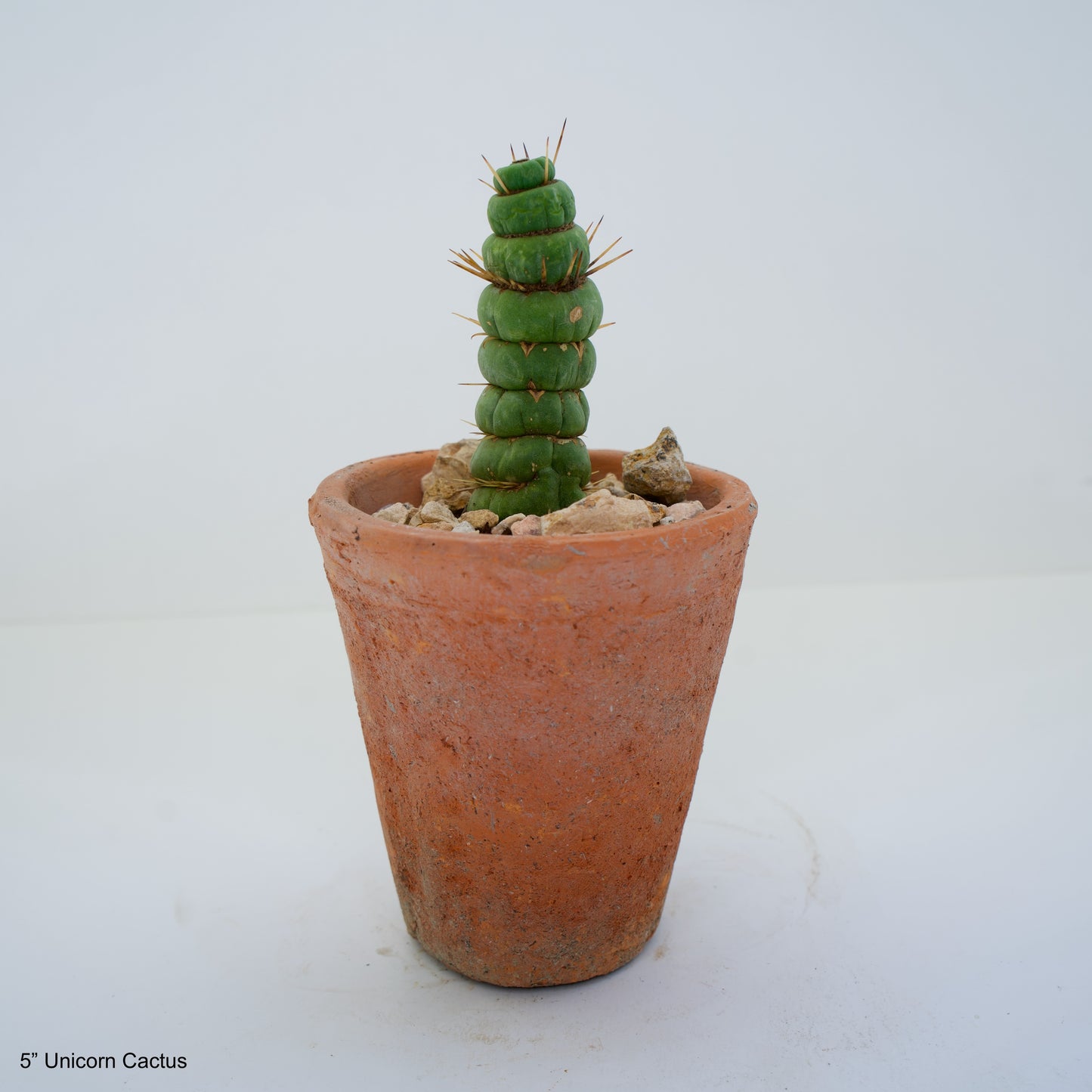 5" Unicorn Cactus in Terra Cotta Clay Pot Curated