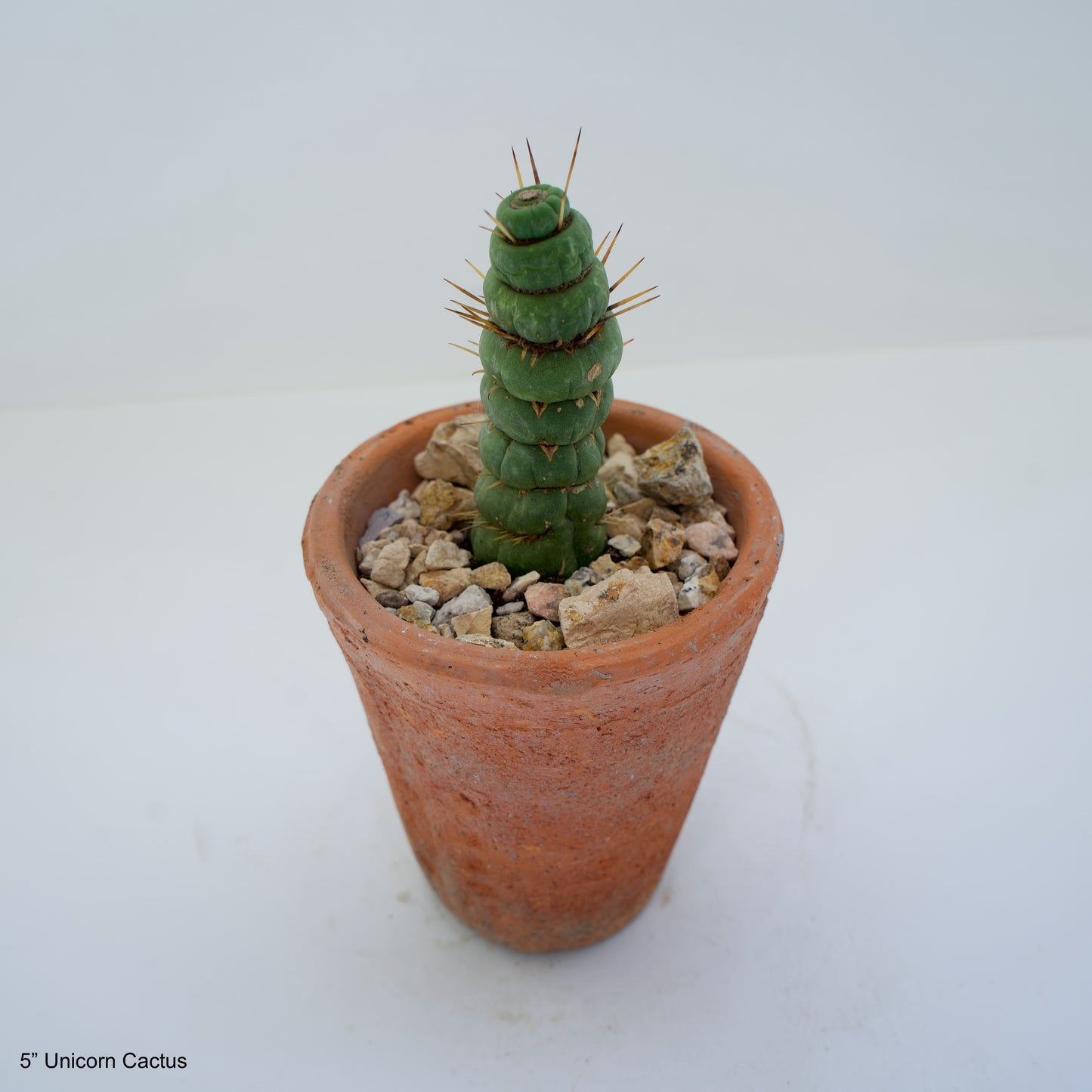 5" Unicorn Cactus in Terra Cotta Clay Pot Curated