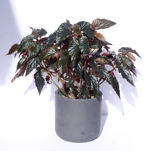 6" Begonia Black Magic Rex