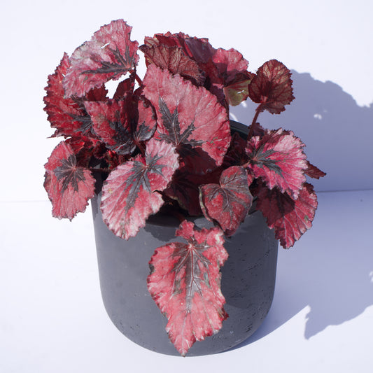 6" Begonia Rex Kotobuki