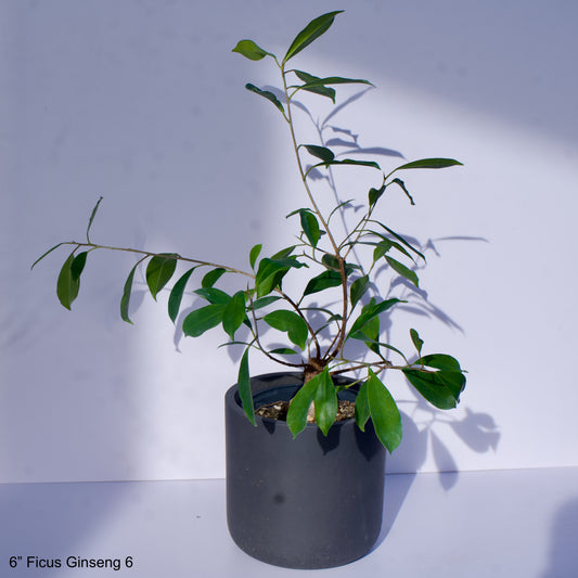 6" Ficus Microcarpa Ginseng