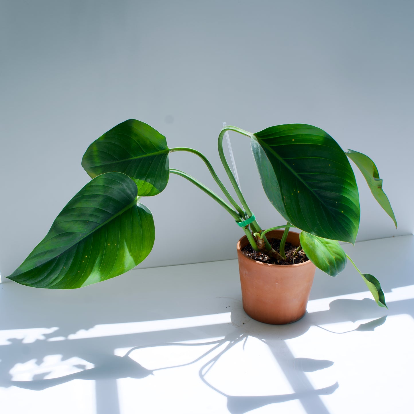 6" Philodendron Green Congo in Terra Cotta Pot Curated