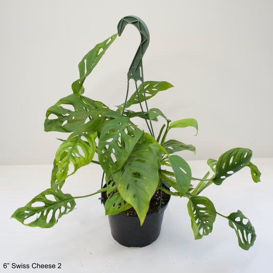 6" Philodendron Adansonii Adanson's Monstera Swiss Cheese