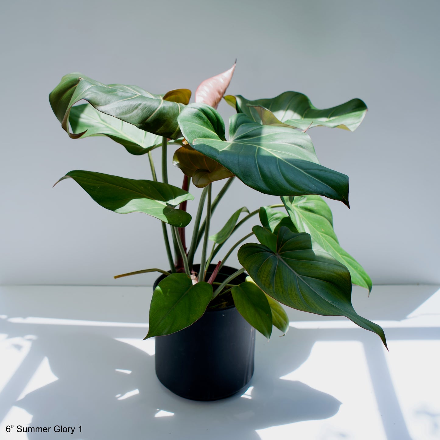 6" Philodendron Summer Glory