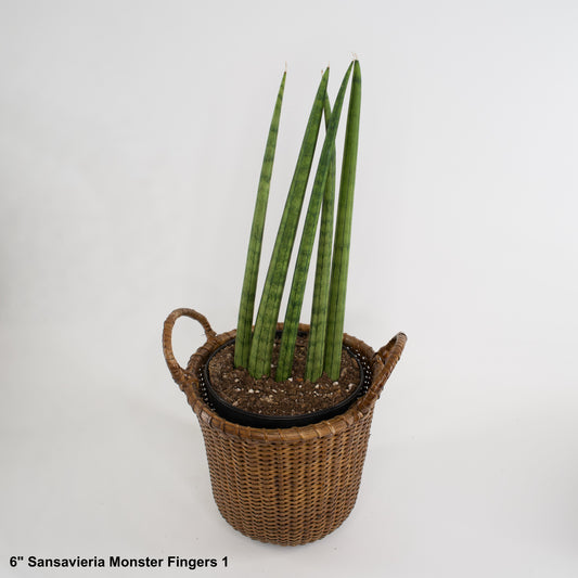 6" Sansevieria Cylindrica Monster Fingers