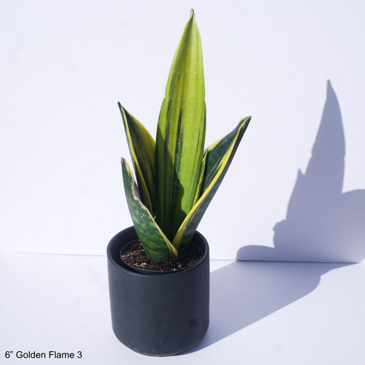 6" Sansevieria Golden Flame