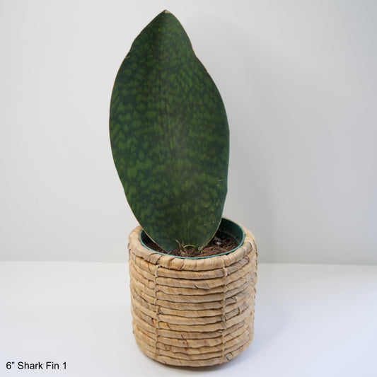 6" Sansevieria Shark Fin