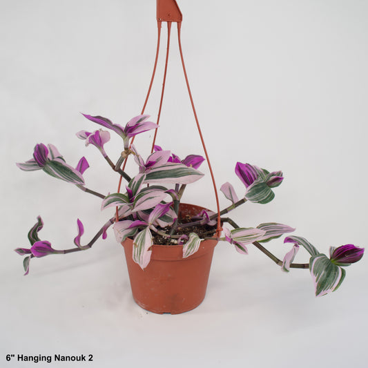 6" Hanging Tradescantia Nanouk Wandering Jew