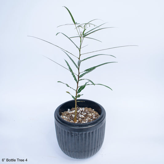 6" Bottle Tree Brachychiton Rupestris