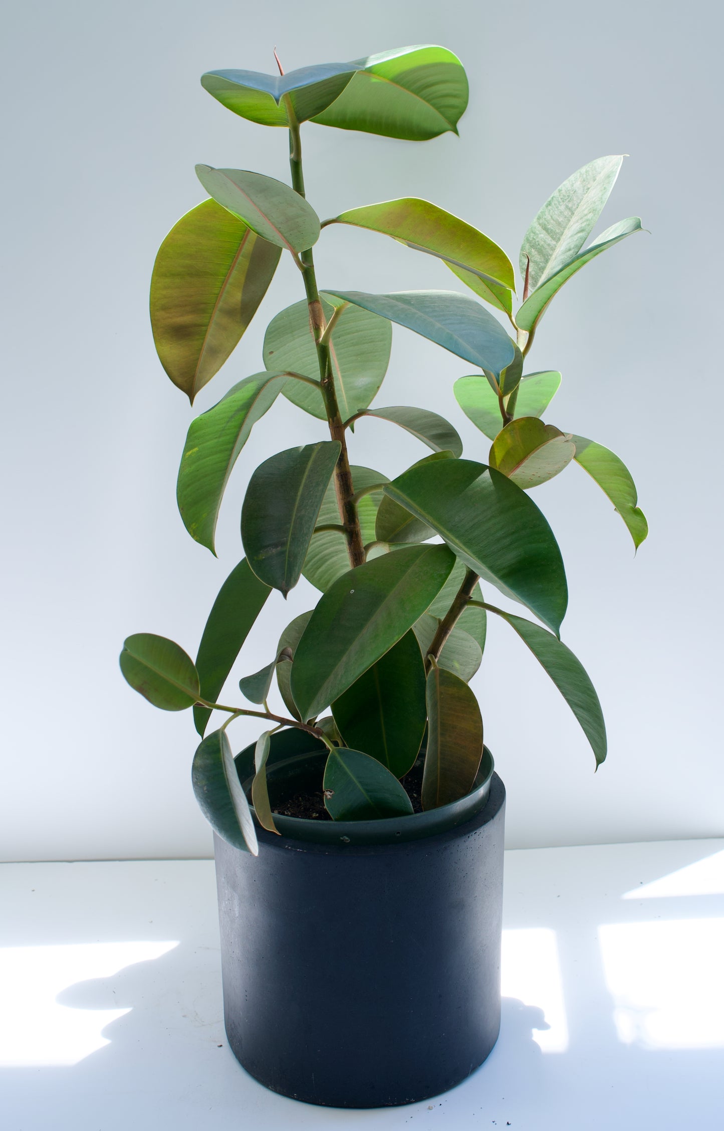 8" Rubber Tree Ficus Decora Melanie Robusta