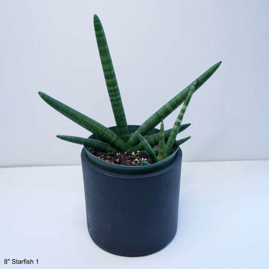 8" Sansevieria Suffruticosa Starfish