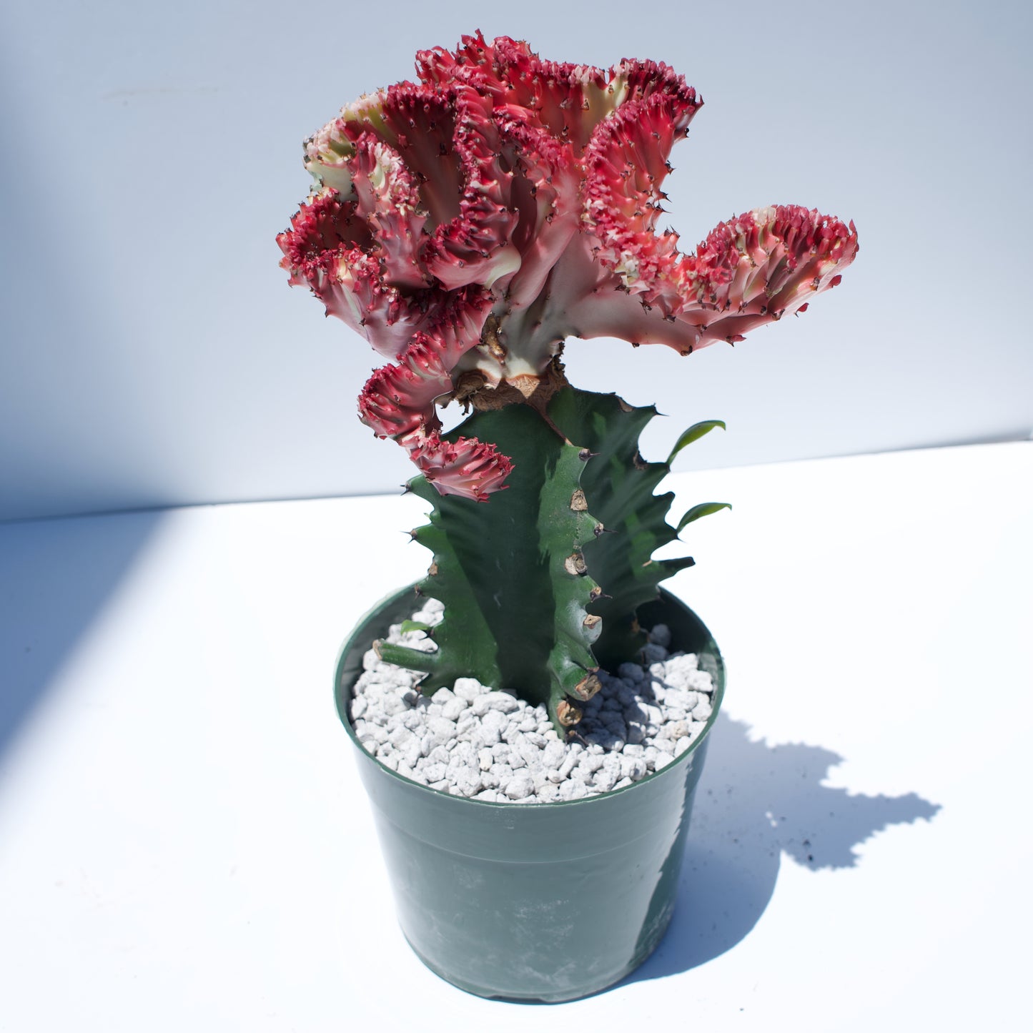 6" Coral Cactus Euphorbia Lactea Cristata White Red