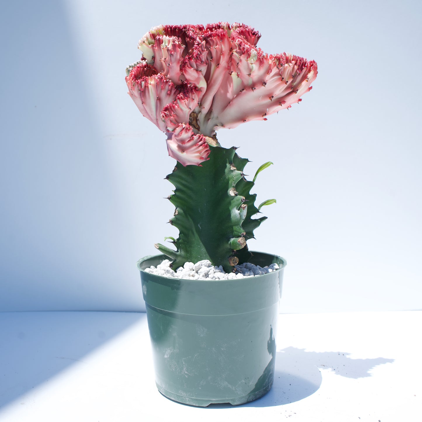 6" Coral Cactus Euphorbia Lactea Cristata White Red