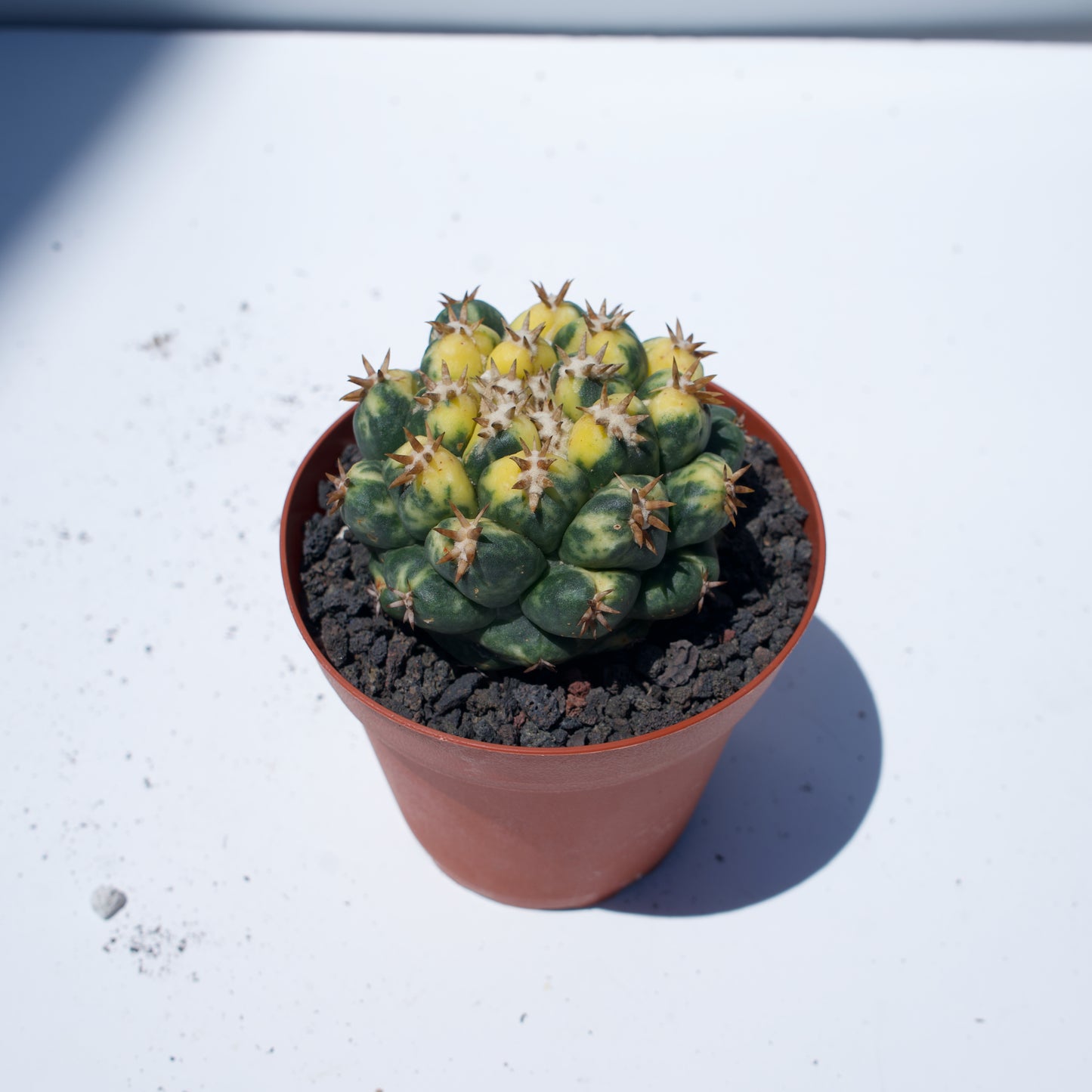 4" Coryphantha Elephantidens Cactus Variegated