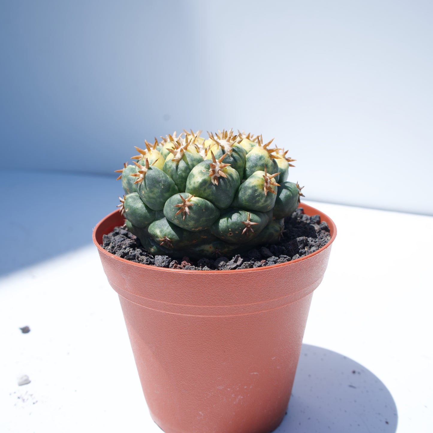 4" Coryphantha Elephantidens Cactus Variegated