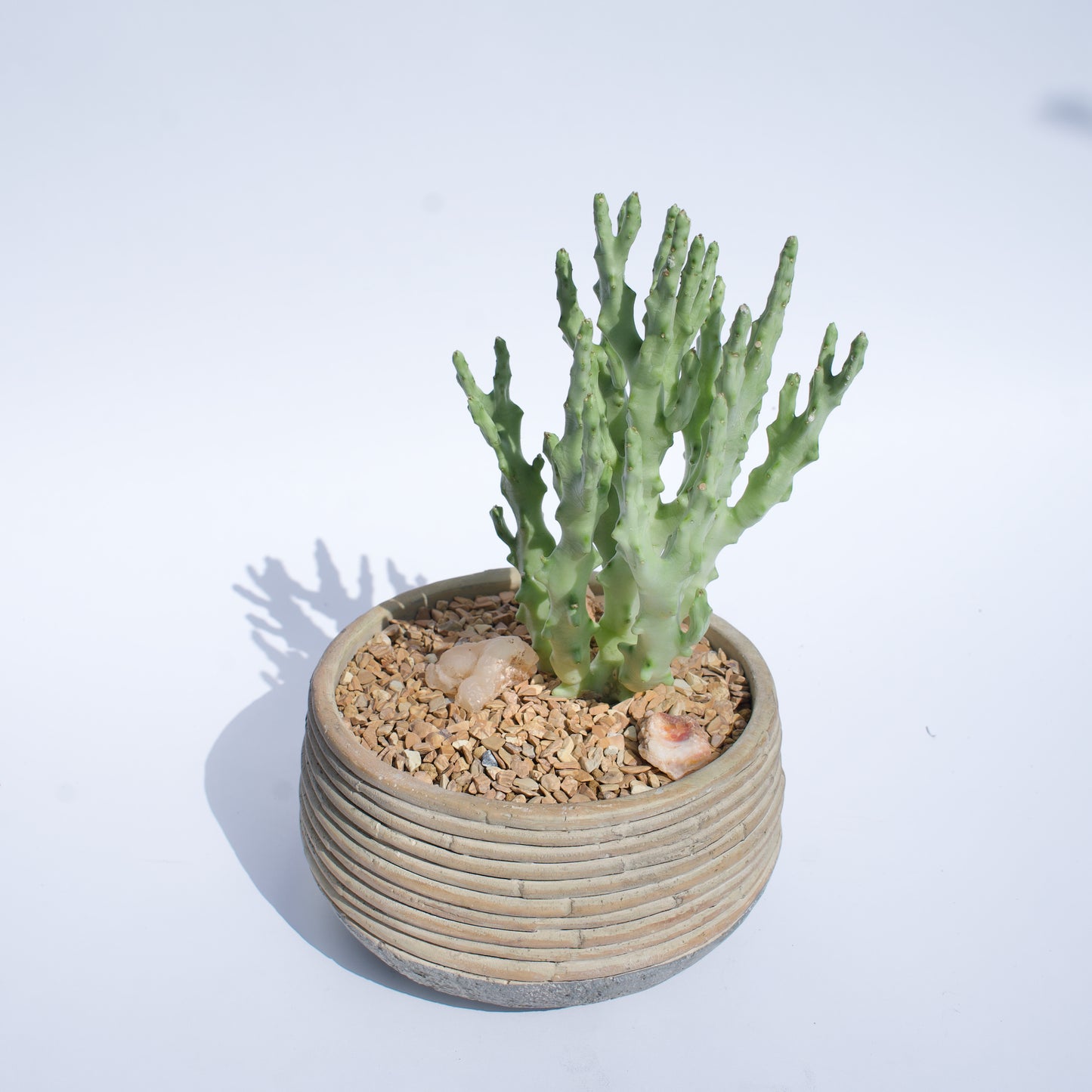 6" Caralluma Socotrana in Custom Clay Pot Curated