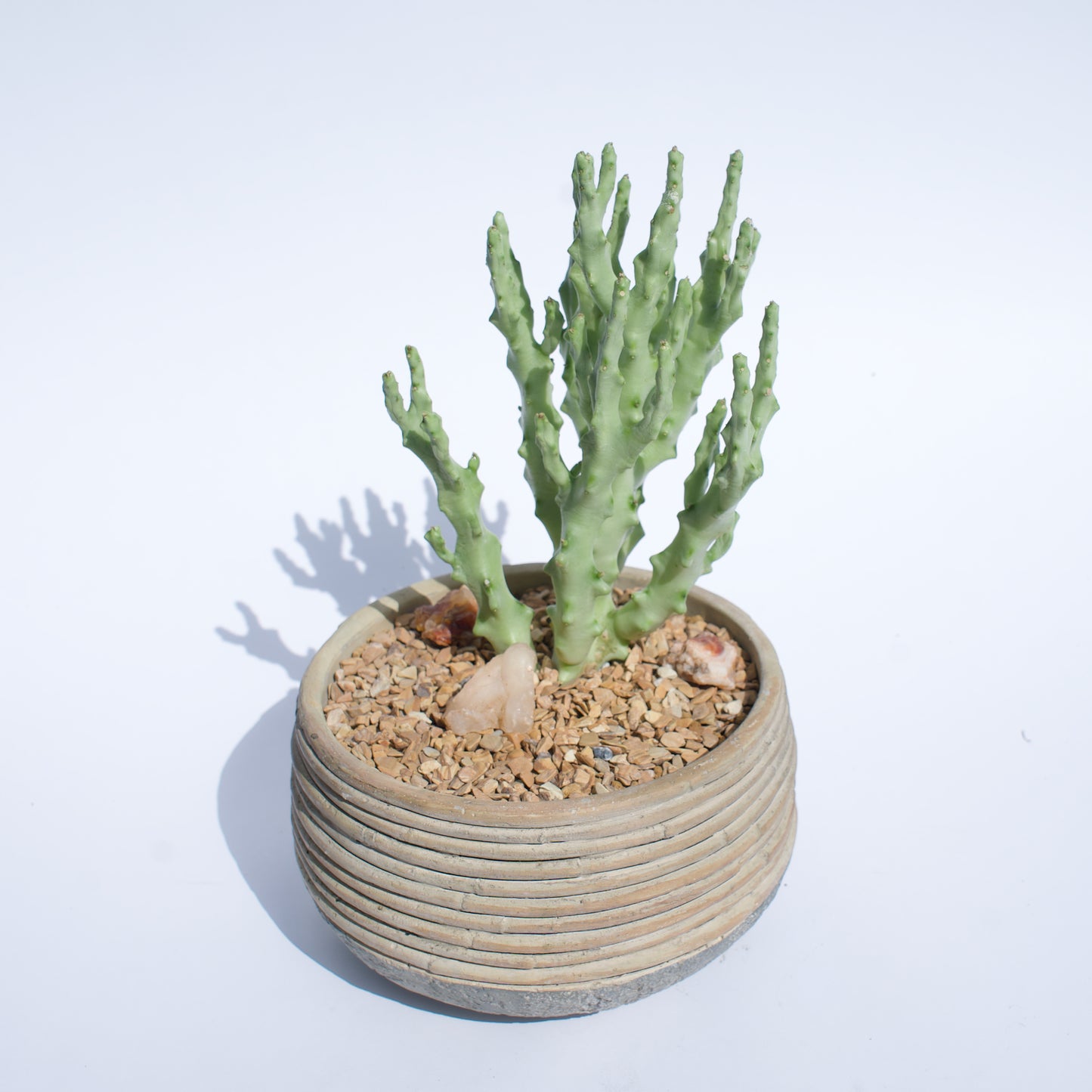 6" Caralluma Socotrana in Custom Clay Pot Curated