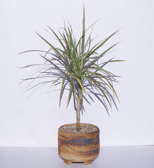 6" Dracaena Marginata in Clay Pot Curated