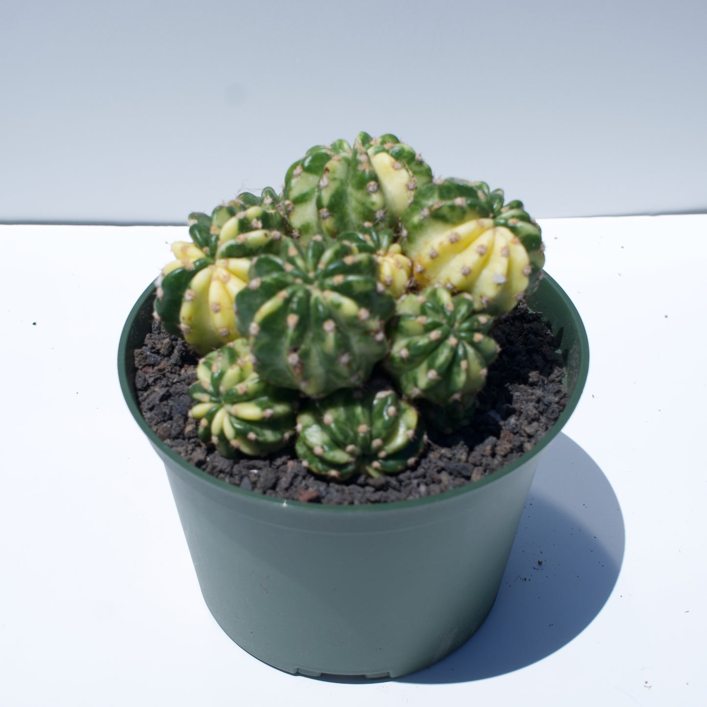 6" Echinopsis Variegated Cactus Cluster