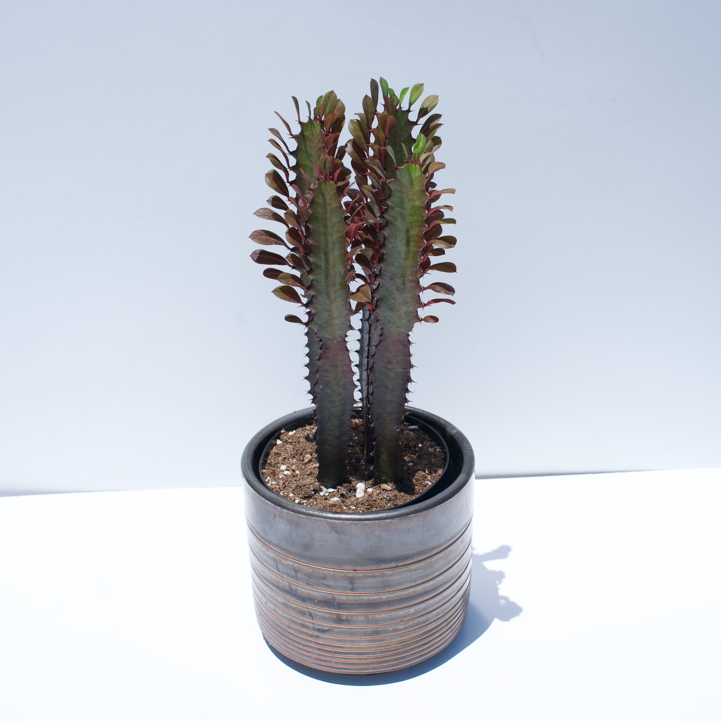 6" Euphorbia Trigona Red