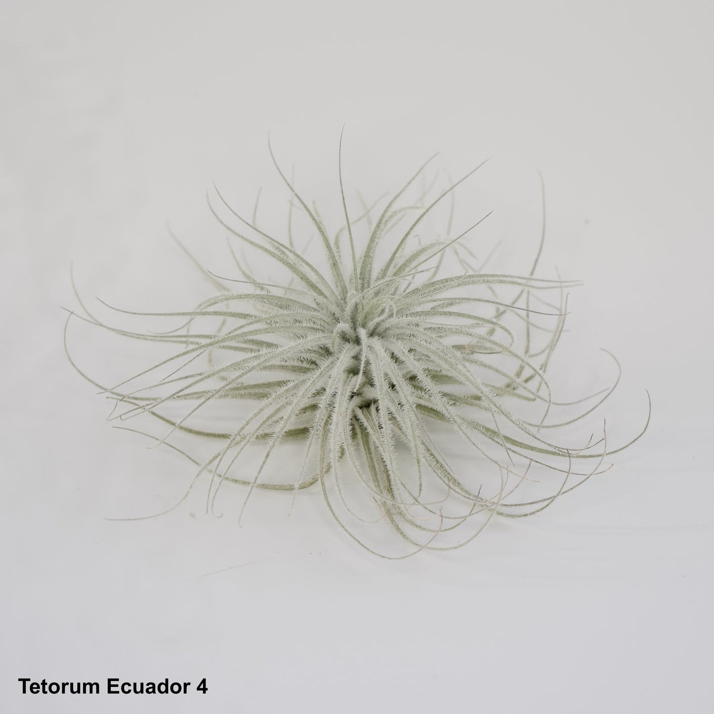 5" Tetorum Ecuador Air Plant