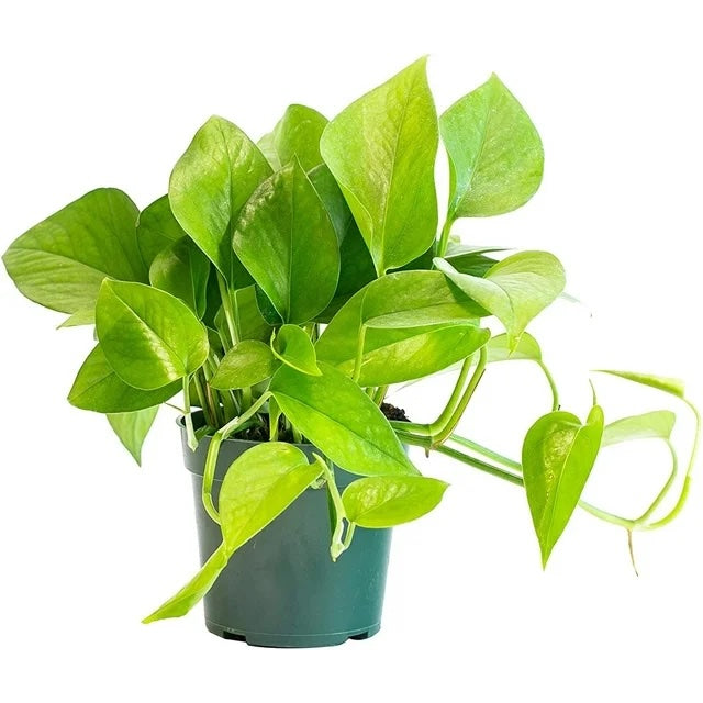 6" Pothos Jade